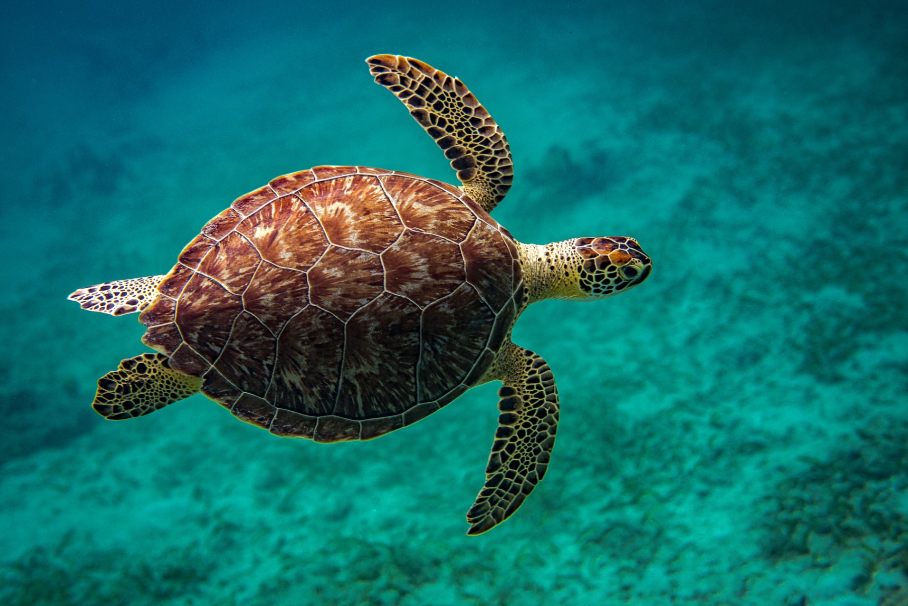 Top guidelines to conserve sea turtles and their hatchlings Featured Image
