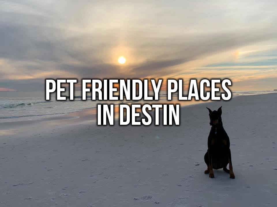 Where to Bring your Dog in Destin Featured Image