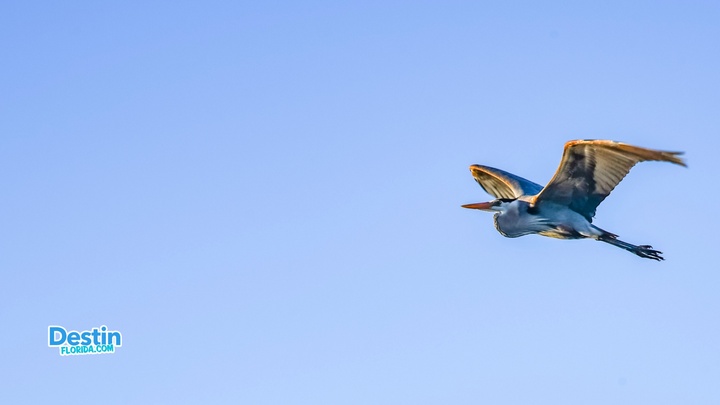 Discovering Wildlife in Destin Featured Image