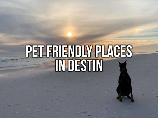 Where to Bring your Dog in Destin Featured Image