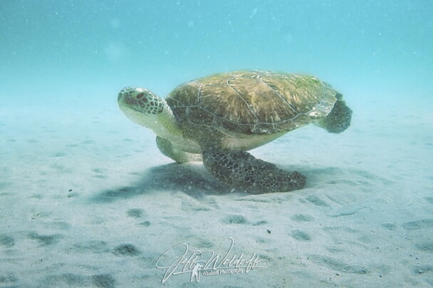 Sea Turtles in Destin Featured Image